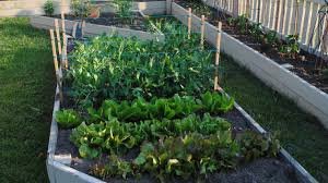Mastering The Essentials For A Thriving Vegetable Garden