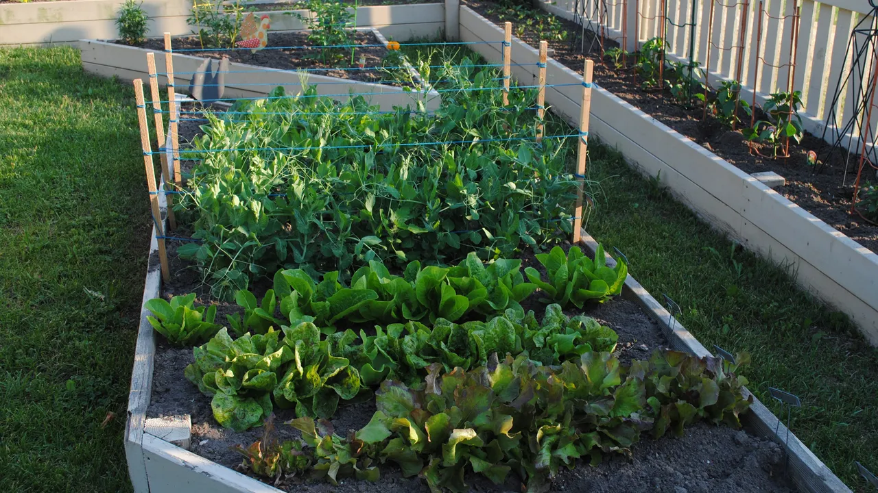 Mastering The Essentials For A Thriving Vegetable Garden