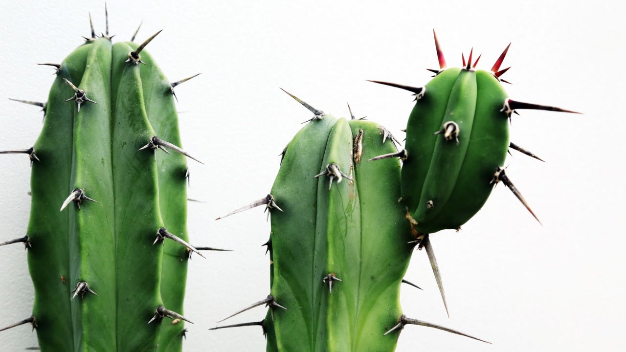 Types of Holiday Cactus Easily Tell Them Apart Once and For All
